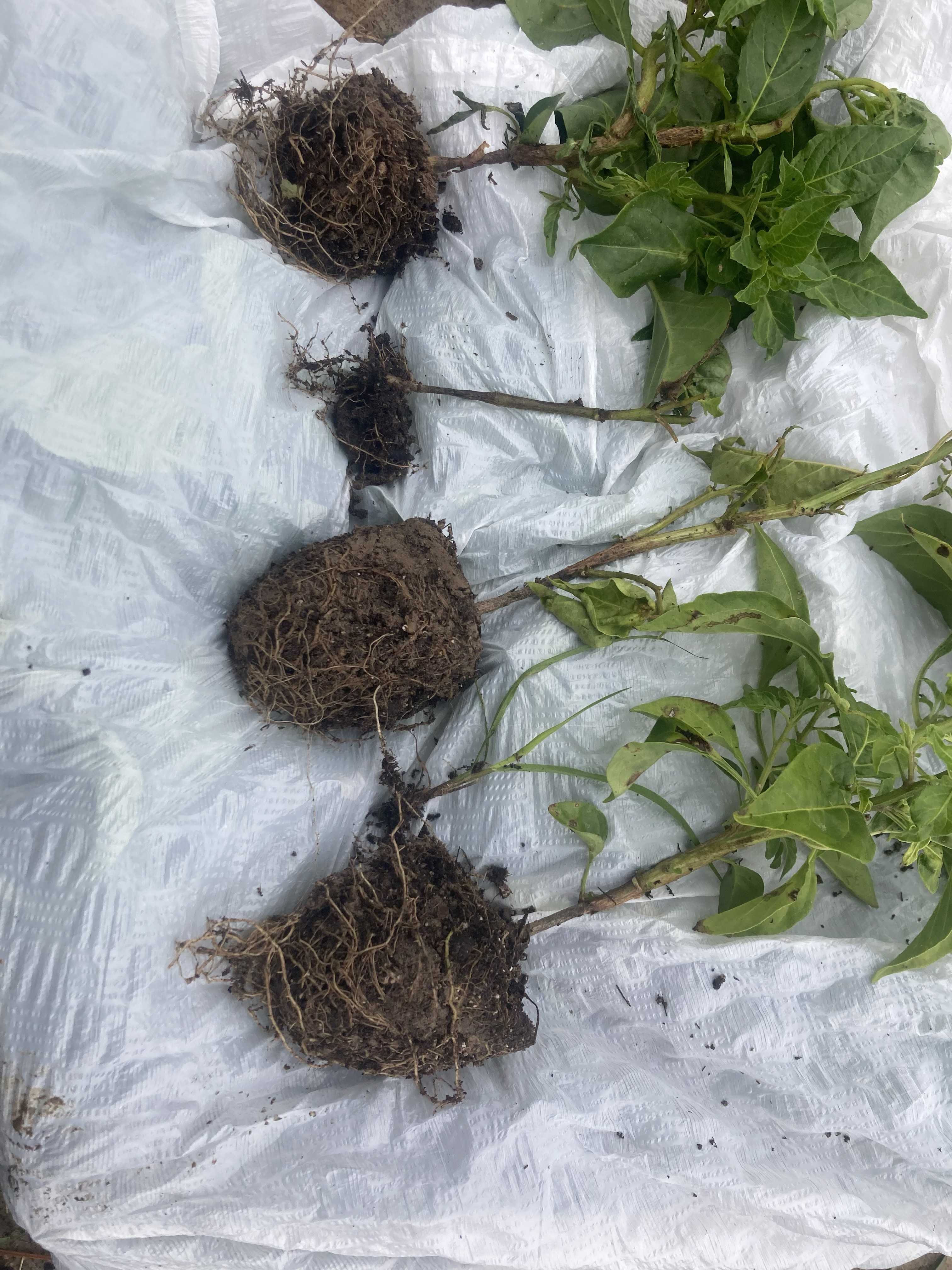 Diseased plants lying on white surface.