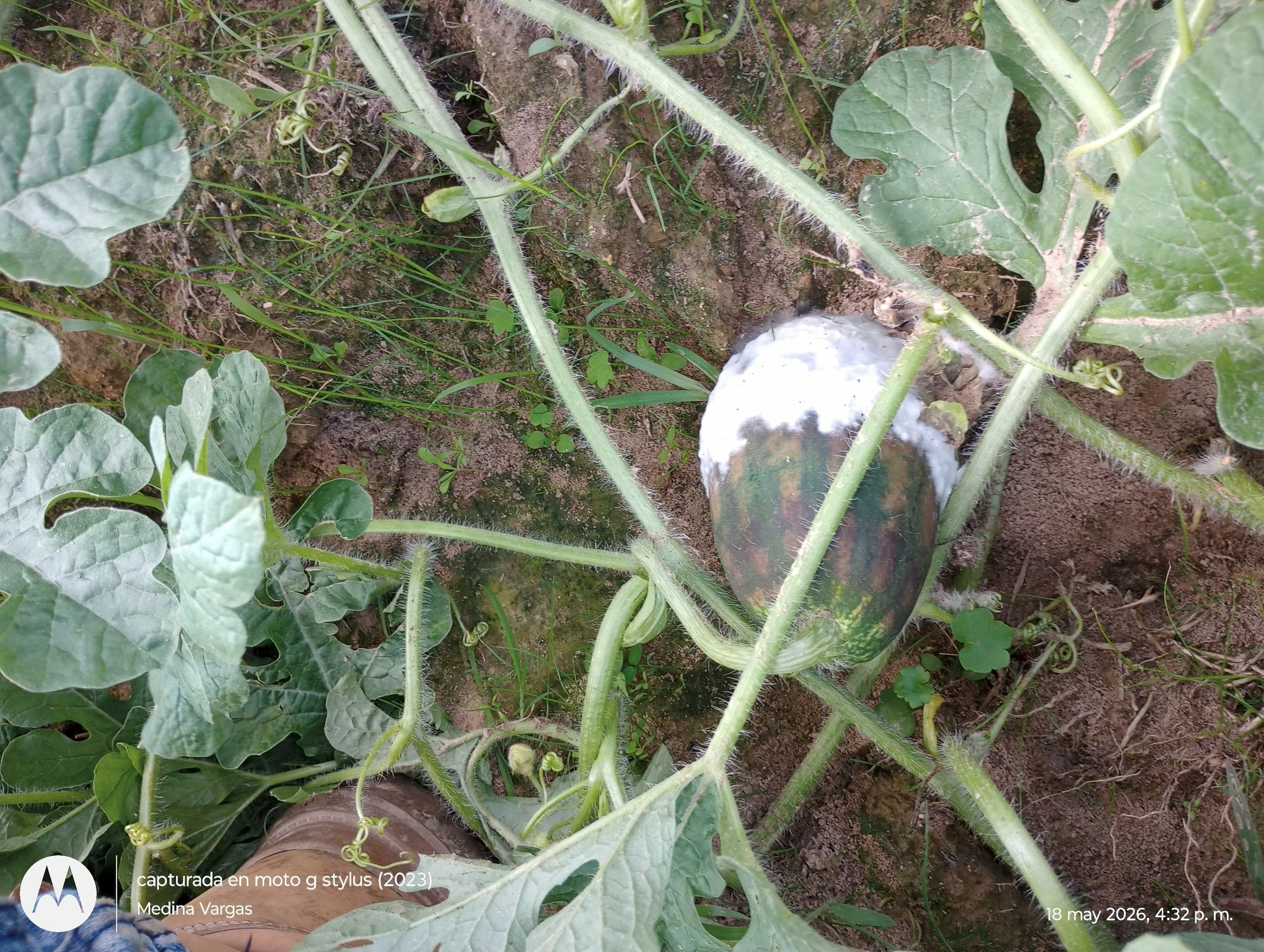 White growths on a plant.