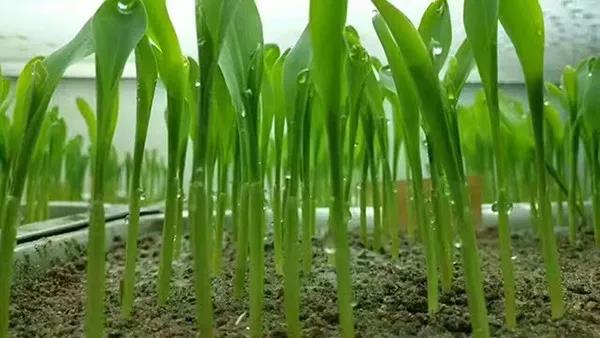 1558337717.jpg 微信图片_20190520153354.jpg