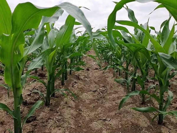 1560997233.jpg qRCLQkS5lmpogGYCd9vJaPKDYGOPk72Etp6SGPKoUPA4Wure1xC3hyefJUBJfKznuxy7fSRIR8UyMD74DVQVEw.jpg