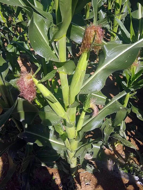 1564888466.jpg 微信图片_20190804111304.jpg