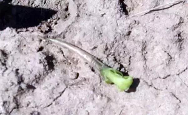 1590737305.jpg 微信图片_20200529152508.jpg