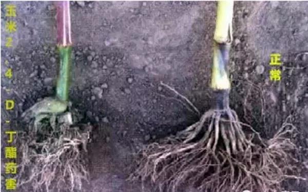 1590737318.jpg 微信图片_20200529152513.jpg