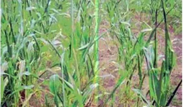 1590737323.jpg 微信图片_20200529152515.jpg