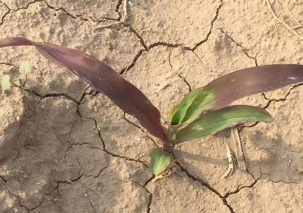 1592530369.jpg 微信图片_20200619093157.jpg