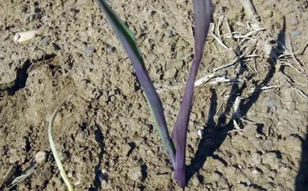 1592530377.jpg 微信图片_20200619093203.jpg