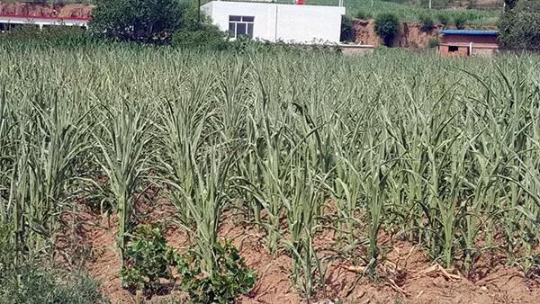 1592890438.jpg 微信图片_20200623133229.jpg