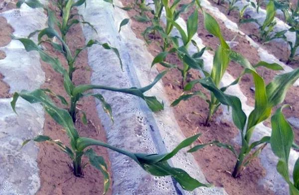 1592890564.jpg 微信图片_20200623133231.jpg