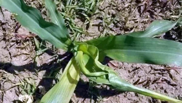 1592890571.jpg 微信图片_20200623133234.jpg