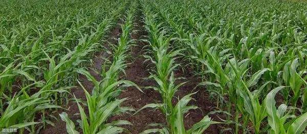 1595581750.jpg 微信图片_20200724170744.jpg