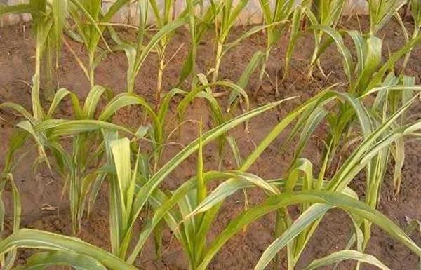 1595581757.jpg 微信图片_20200724170748.jpg