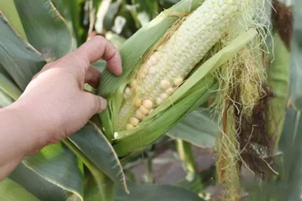 1595582601.jpg 微信图片_20200724172309.jpg