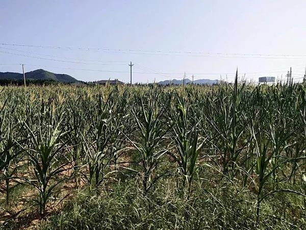 1595582608.jpg 微信图片_20200724172313.jpg