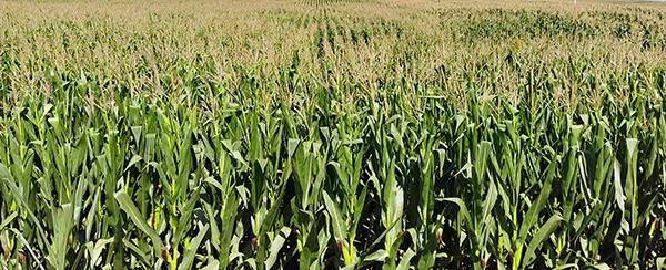 1629956811.jpg 微信图片_20210826134616.jpg