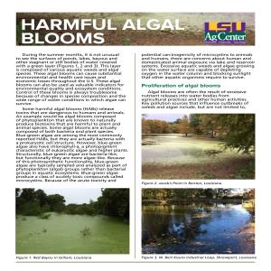 Harmful Algal Blooms