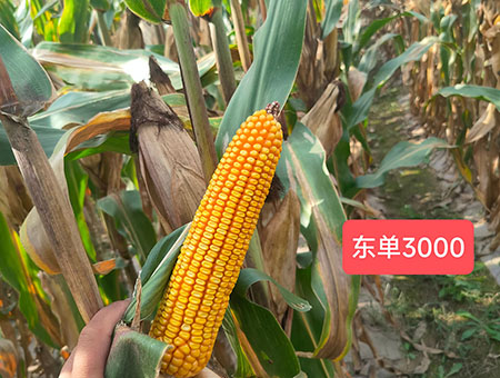 东单3000