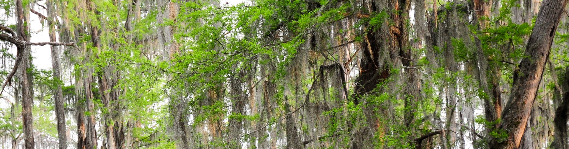 cypress tops.jpg thumbnail