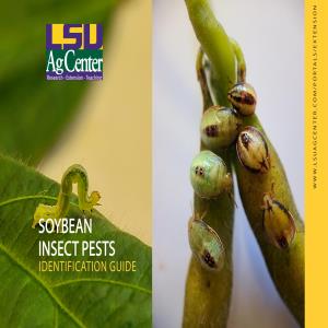 Louisiana Soybean Insect Pests Identification Guide