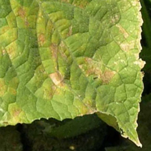 Plant Disease Management Guide