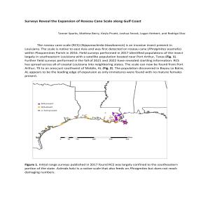 Surveys Reveal the Expansion of Roseau Cane Scale along Gulf Coast