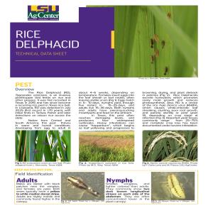 Rice Delphacid Factsheet