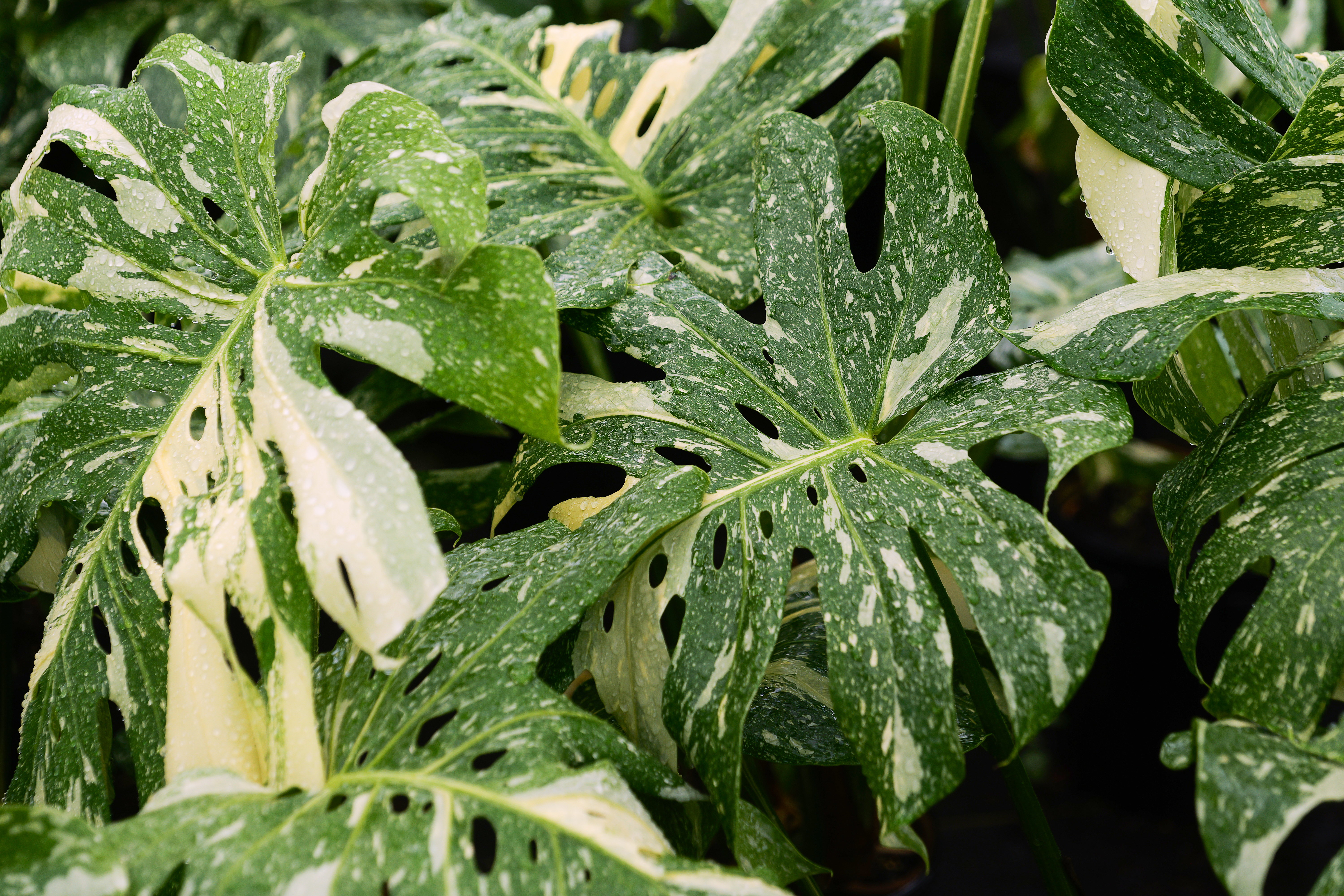 Monstera with green and white variegated leaves.