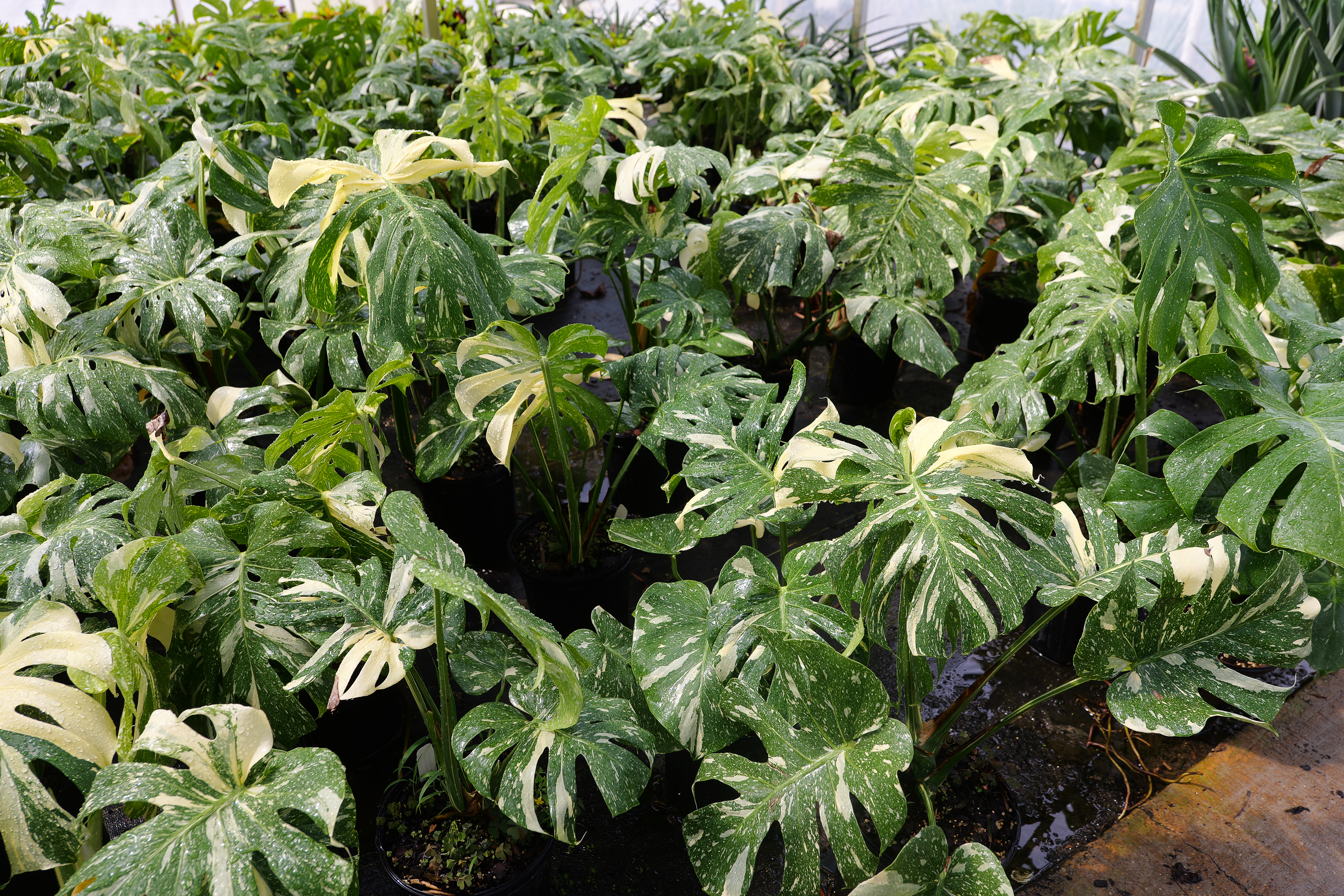 Monstera with green and white variegated leaves.