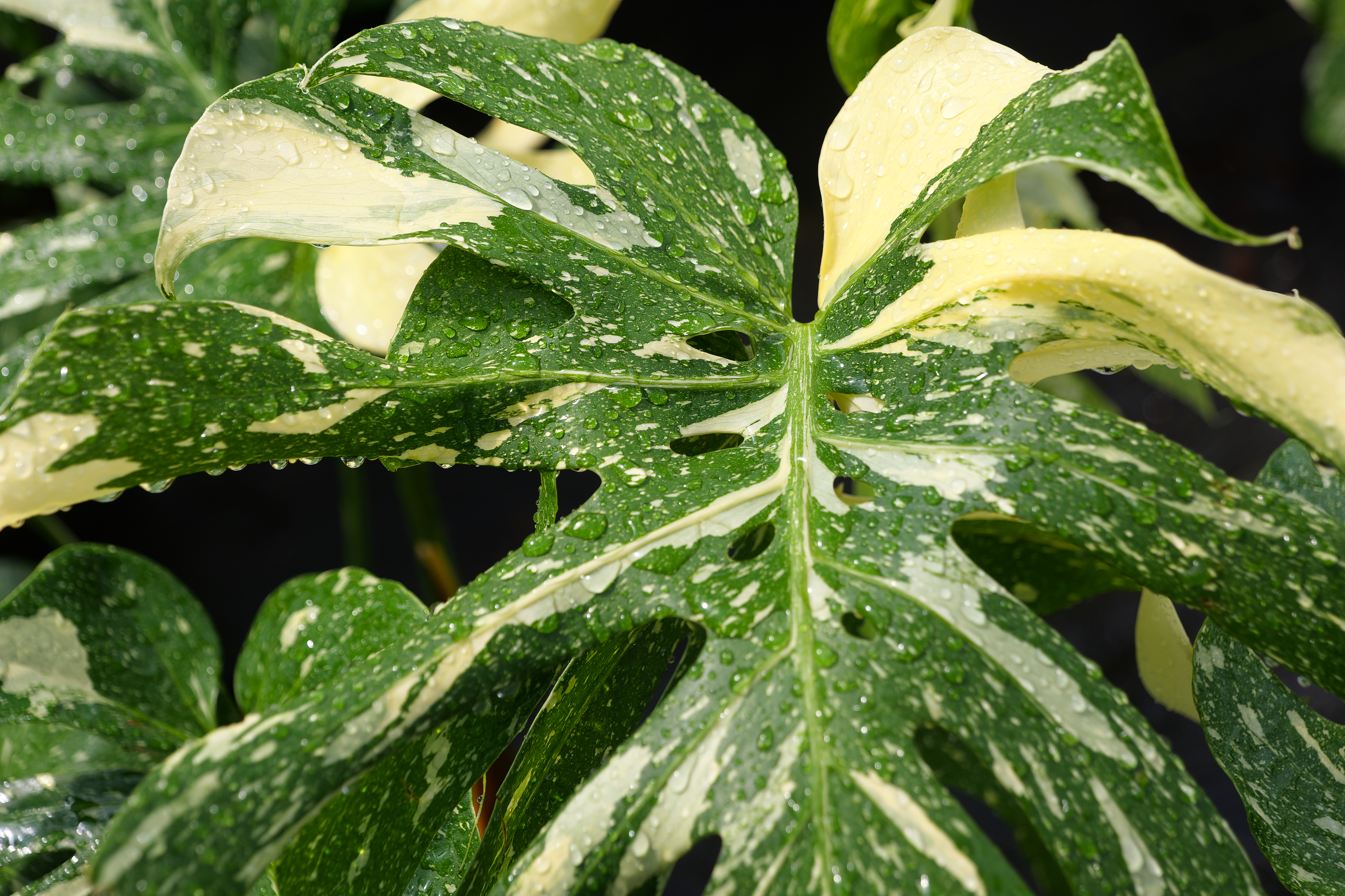 Monstera with green and white variegated leaves.