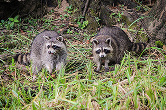 Aquatics & Wildlife Management