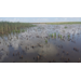Team effort yields new clues about roseau cane decline, restoration
