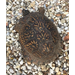 Shoots, Fruits & Flowers: Box Turtle, Common Lespedeza, Tree Planting Advice, & Vegetable Sunscald 