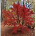 Roots, Shoots, Fruits & Flowers: Optimal Tree Planting, Cat Exclusion & Excessive Sodium