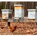Beehive Buzz: Birds & Bees