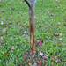 Shoots, Fruits & Flowers: Plant Hardiness, Wildlife Damage and Firewood Regulations