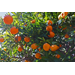 Shoots, Fruits & Flowers: Carpenter Bees, Mud Dauber, Olive Trees, and Cold Hardy Citrus