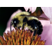 Roots, Shoots, Fruits & Flowers: Garden Bee, Pollinator Aid, and Fire Ant Control Near a Pond 