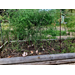 Roots, Shoots, Fruits & Flowers: Swamp Lily Disease, Hackberry ID, “Bee” ID, Turnip Disorder & More Catproofing