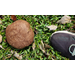 Shoots, Fruits & Flowers: Puffball Fungi, Blackberry Varieties, Lawn Burweed, and Birdbath Idea