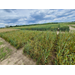 Hessian Fly Infestations on Louisiana Wheat