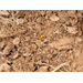When Cold Springs Bring Hot Problems: Wireworm Infestation in Corn Prevalent This Year