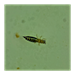 Managing Thrips in Louisiana Cotton