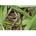 Fall Armyworm Control on Turf and Grass Pastures