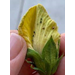 Roots, Shoots, Fruits & Flowers: Feeding Bees, Using Soapy Water, and Treating Bagworms 
