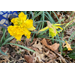 Roots, Shoots, Fruits & Flowers: Florida Betony, Soil Testing Process, Hawk Visit and Aster Yellows 