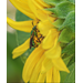 Beehive Buzz: Garden Bee Notes