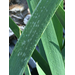 Roots, Shoots, Fruits & Flowers: Iris Leafspot, Swamp Lily Fungus & Stinkhorn Fungus and Oyster Mushroom