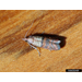 Secondary Pests of Stored Product