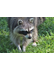 Wildlife