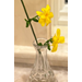 Roots, Shoots, Fruits & Flowers: Magnolia Leafspot, Pear Varieties, Whiteflies, and Primrose Jasmine