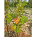 Roots, Shoots, Fruits & Flowers: Sycamore Anthracnose, Soil Sampling, Fig Pruning, and Fire Blight